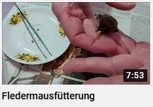 Fledermausfütterung